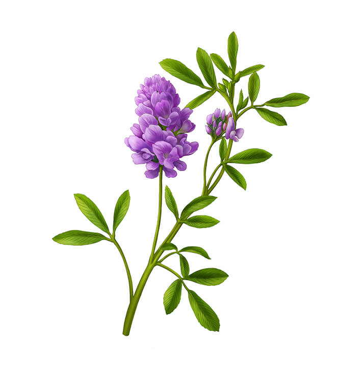【预售】紫苜蓿蜂蜜